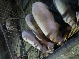 Vând sau schimb cu cherestea - imagine 2