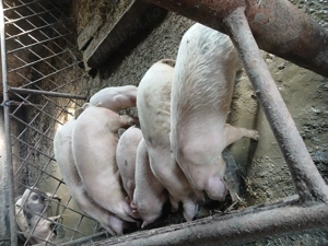 Vand sau schimb cu cherestea   - imagine 2