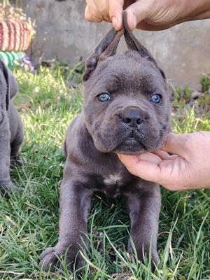 cane corso de vânzare - imagine 2