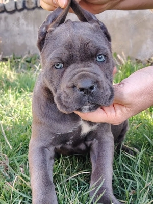 Vand pui cane corso - imagine 4