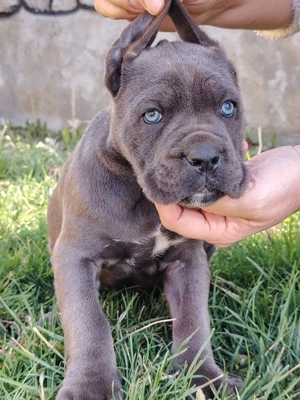 Vand pui cane corso - imagine 5