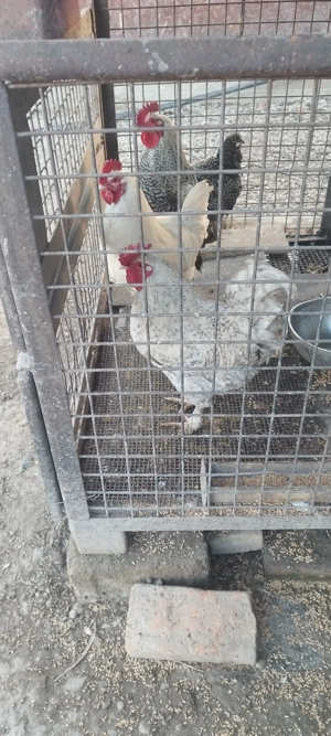 Cocoși de curte - imagine 2