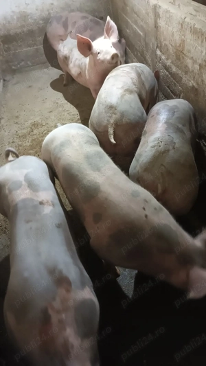 Scrofite reproductie