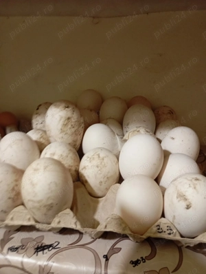 Vând ouă de gâscă 