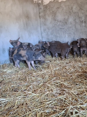 purcei ințercați - imagine 2