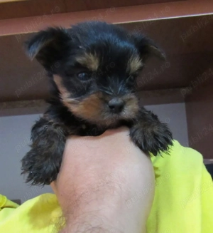 yorkshire cu pedigree