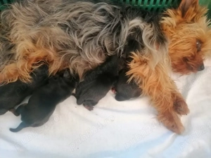 yorkshire cu pedigree - imagine 2