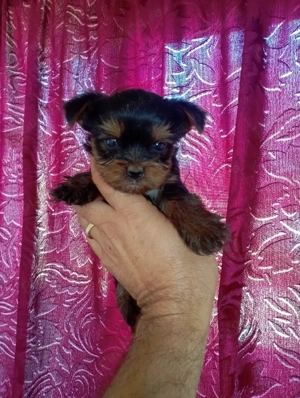 yorkshire cu pedigree - imagine 3