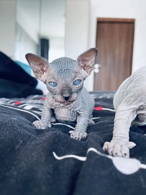 Pui Sphynx deosebiți !
