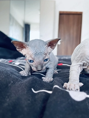 Pui Sphynx deosebiți ! - imagine 2