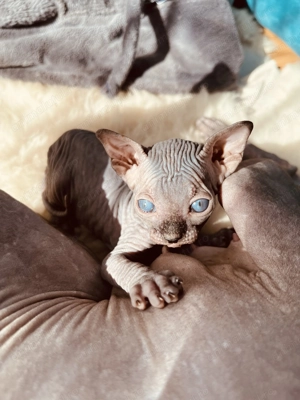 Pui Sphynx deosebiți ! - imagine 3