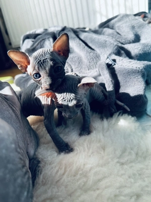 Pui Sphynx deosebiți ! - imagine 4