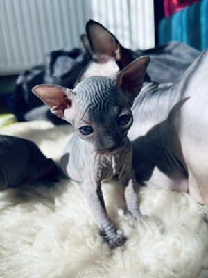 Pui Sphynx deosebiți ! - imagine 5