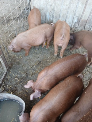 purcei duroc de vînzar - imagine 2