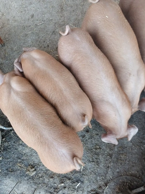 purcei duroc de vînzar