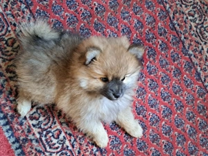 Pomeranian pui,mascul.