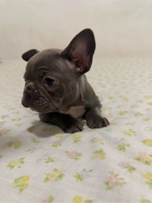 Fetiță Bulldog francez