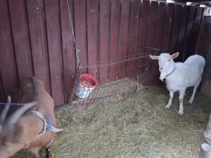 Capre de vánzare - imagine 4