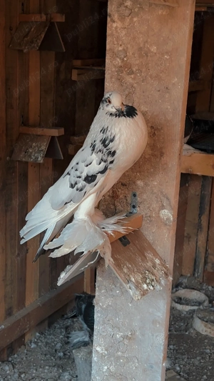 Gusati de pomerania - imagine 6