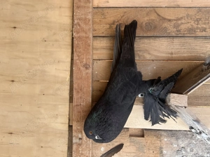 Gusati de pomerania - imagine 4