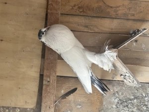 Gusati de pomerania - imagine 3