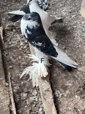 Gusati de pomerania - imagine 5