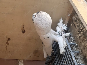 Gusati de pomerania - imagine 2