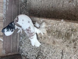 Gusati de pomerania - imagine 5