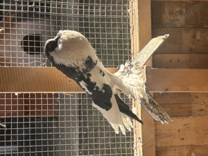 Gusati de pomerania - imagine 3