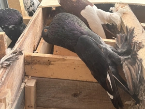 Gusati de pomerania - imagine 4