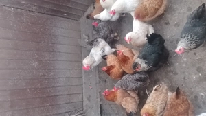 Vând cocoșii de țară  - imagine 2