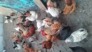 Vând cocoșii de țară  - imagine 4