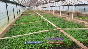 Rasad rosii ardei castraveti vinete salata varza | Rasaduri Legume - imagine 3