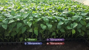 Rasad rosii ardei castraveti vinete salata varza | Rasaduri Legume - imagine 5