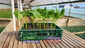 Rasad rosii ardei castraveti vinete salata varza | Rasaduri Legume - imagine 6