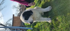 Puiuți Ciobănesc românesc de Bucovina  - imagine 3