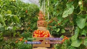 Rasad rosii ardei castraveti vinete salata varza | Rasaduri Legume - imagine 7