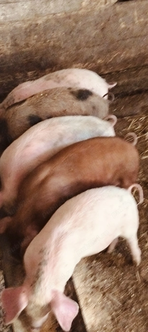 Purcei de 11 săptămâni 