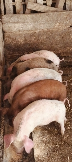 Purcei de 11 săptămâni  - imagine 2