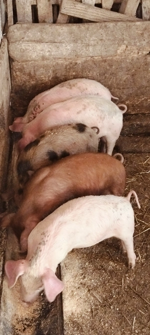 Purcei de 11 săptămâni  - imagine 3