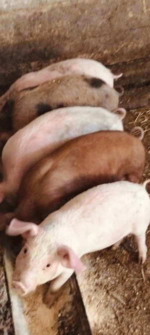 Purcei de 11 săptămâni 