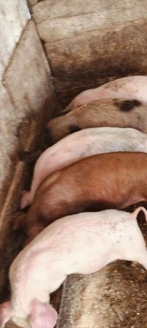 Purcei de 11 săptămâni  - imagine 2