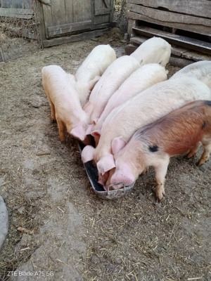 Decoratiuni Crăciun - imagine 2