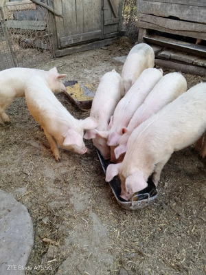 Decoratiuni Crăciun - imagine 3