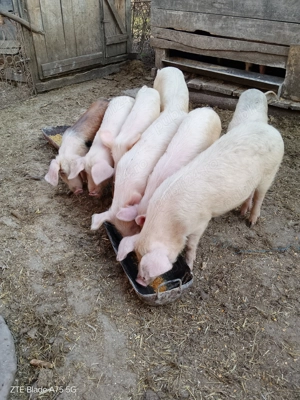 Decoratiuni Crăciun