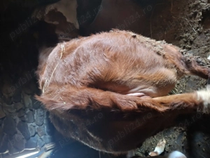 Vand junincă BR (pt sacrificat) - imagine 3