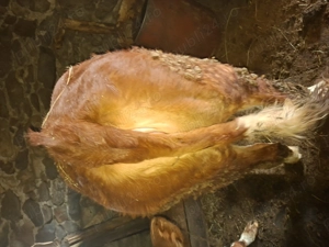 Vand junincă BR (pt sacrificat) - imagine 5