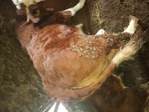 Vand junincă BR (pt sacrificat) - imagine 4