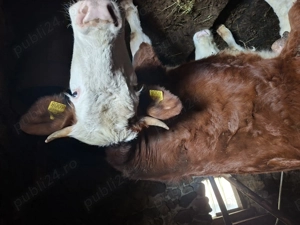 Vand junincă BR (pt sacrificat)