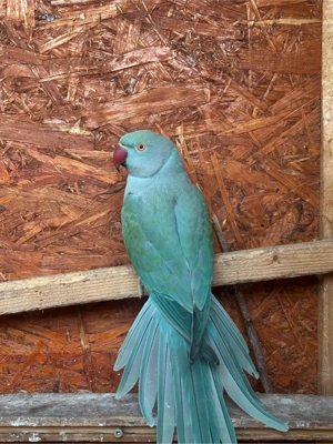 Papagali Micul Alexandru  - imagine 5